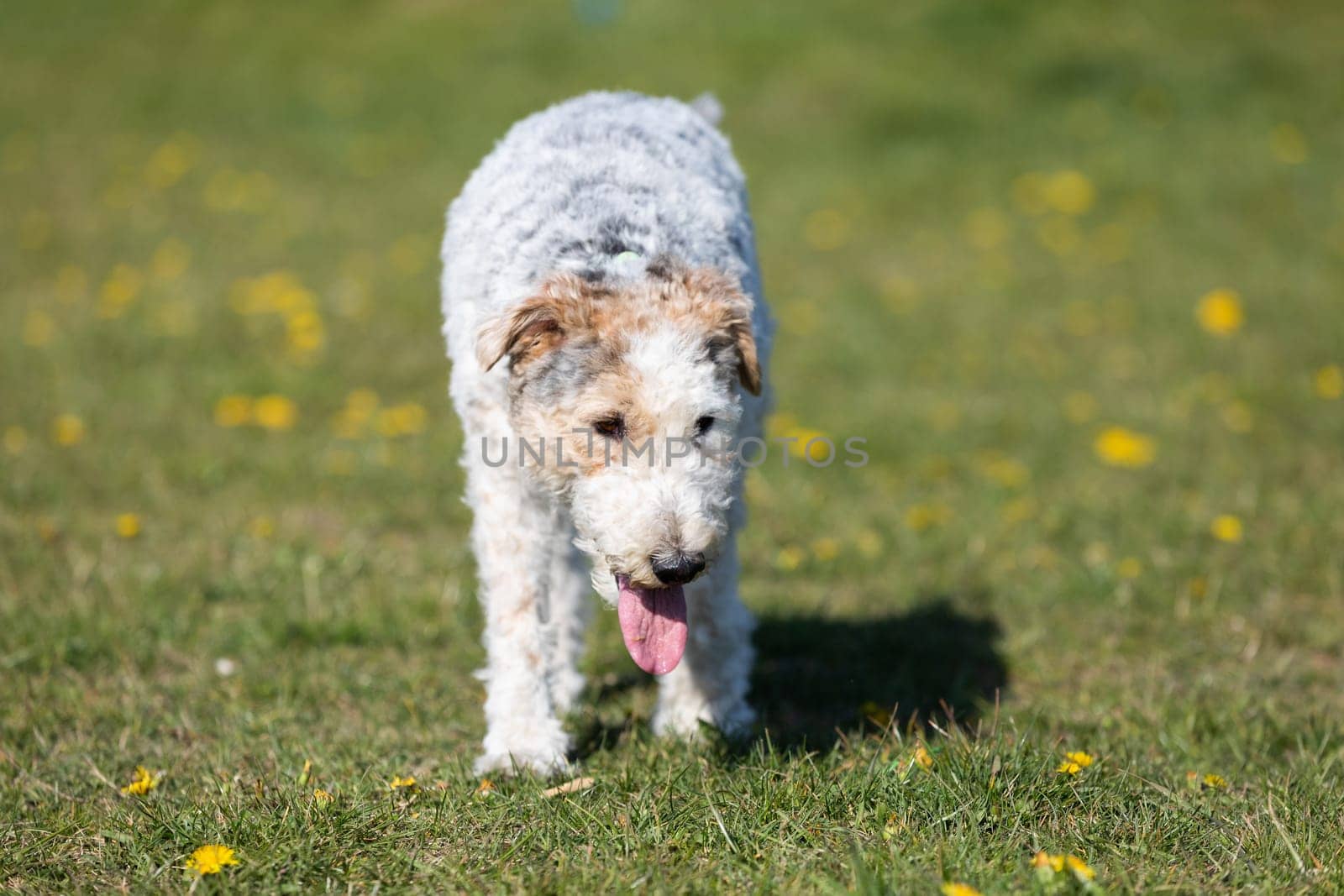 The shaggy dog walks slowly on the green grass and you can see that he is hot and thirsty.