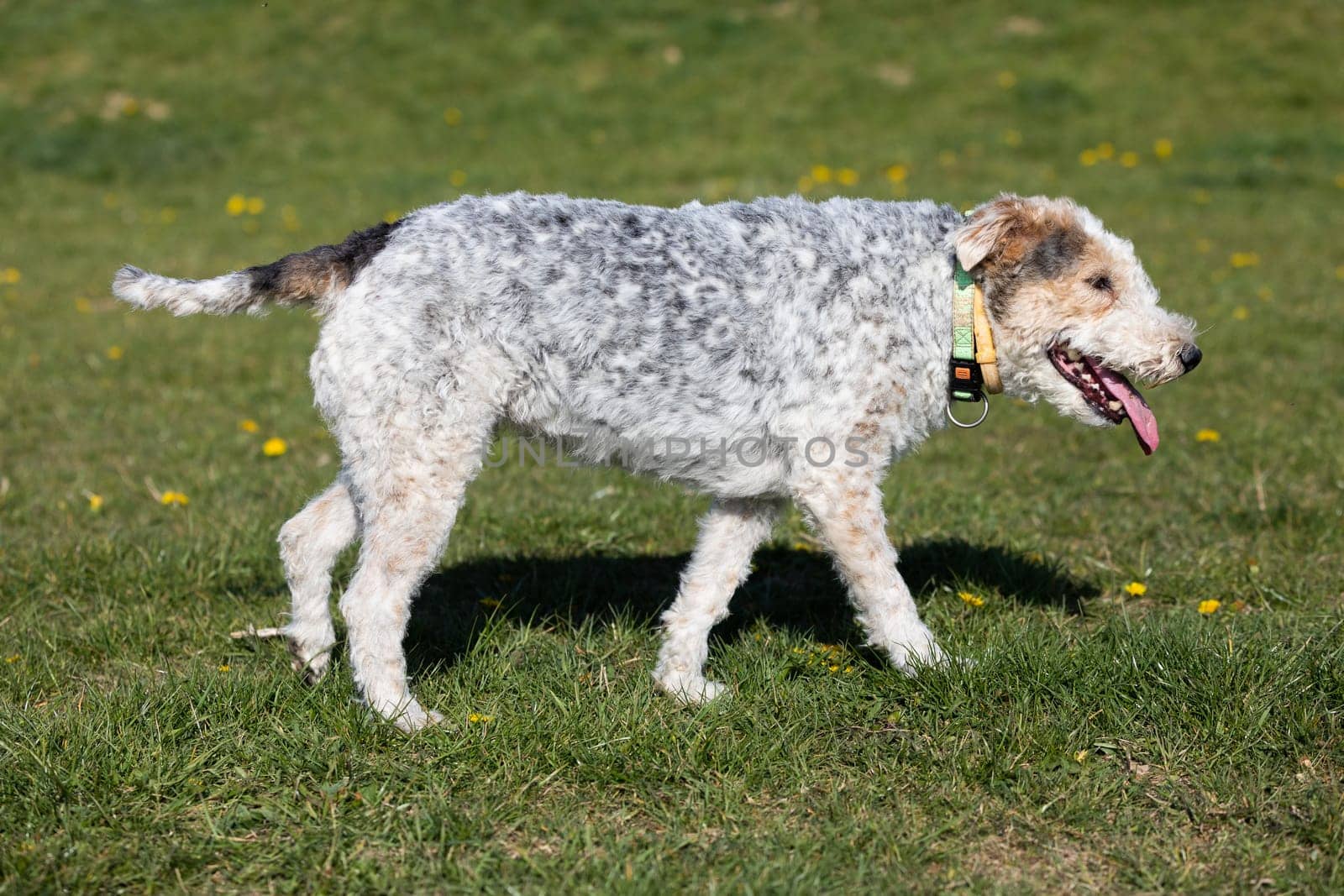 The shaggy dog walks slowly on the green grass and you can see that he is hot and thirsty.