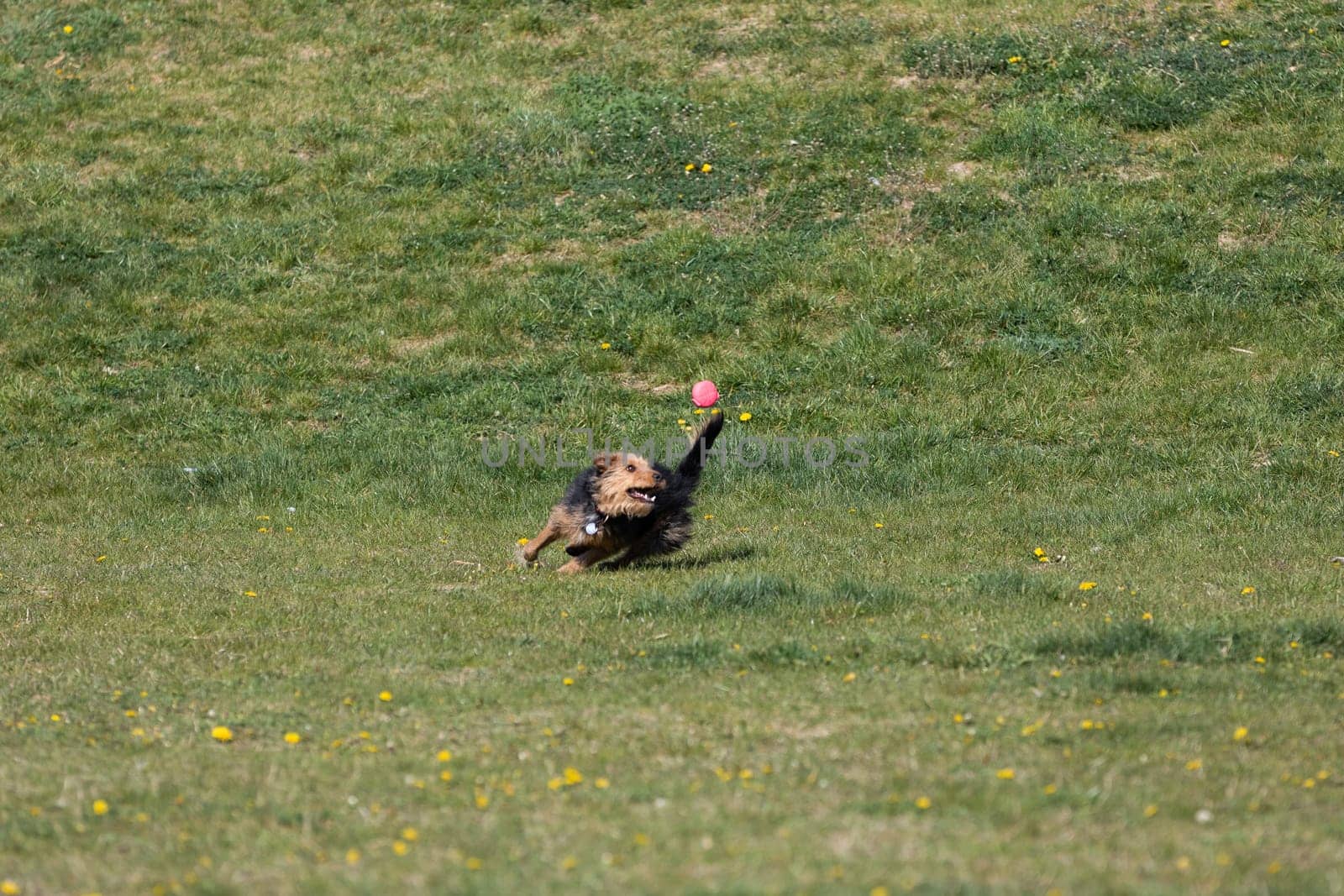 A dog runs on the green lawn and has learned to properly retrieve a rubber ball.