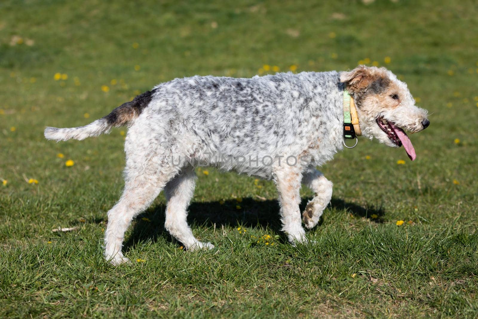 The shaggy dog walks slowly on the green grass and you can see that he is hot and thirsty.