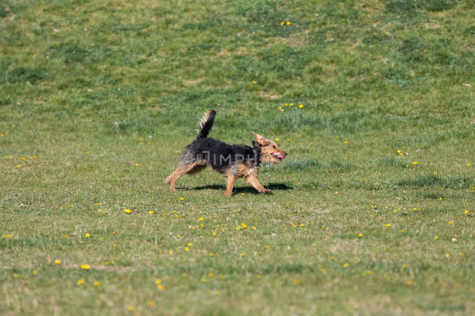 The dog after catching a small ball returns to the master on the green lawn.