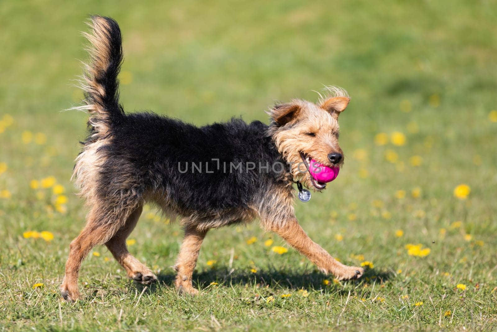 The dog after catching a small ball returns to the master on the green lawn.