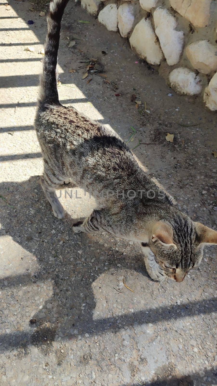 stray cat walking on the street, animals, pet. High quality photo