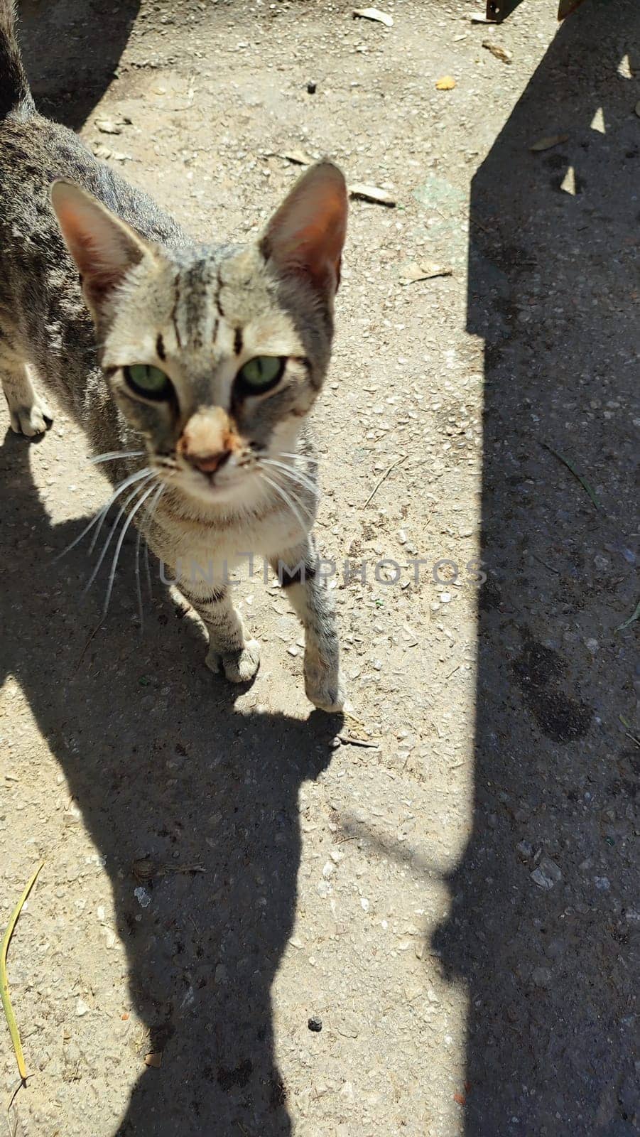 stray cat walking on the street, animals, pet. High quality photo
