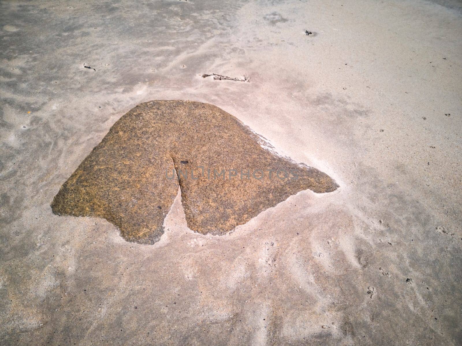 The famous back shaped stone and a compass jellyfish at Narin Strand by Portnoo, County Donegal Ireland.