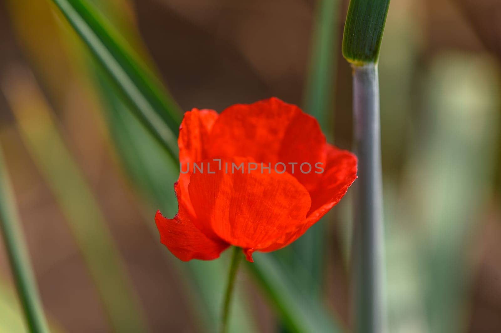 One bright red poppy in the middle of young wheat field with blue sky on a summer day 3