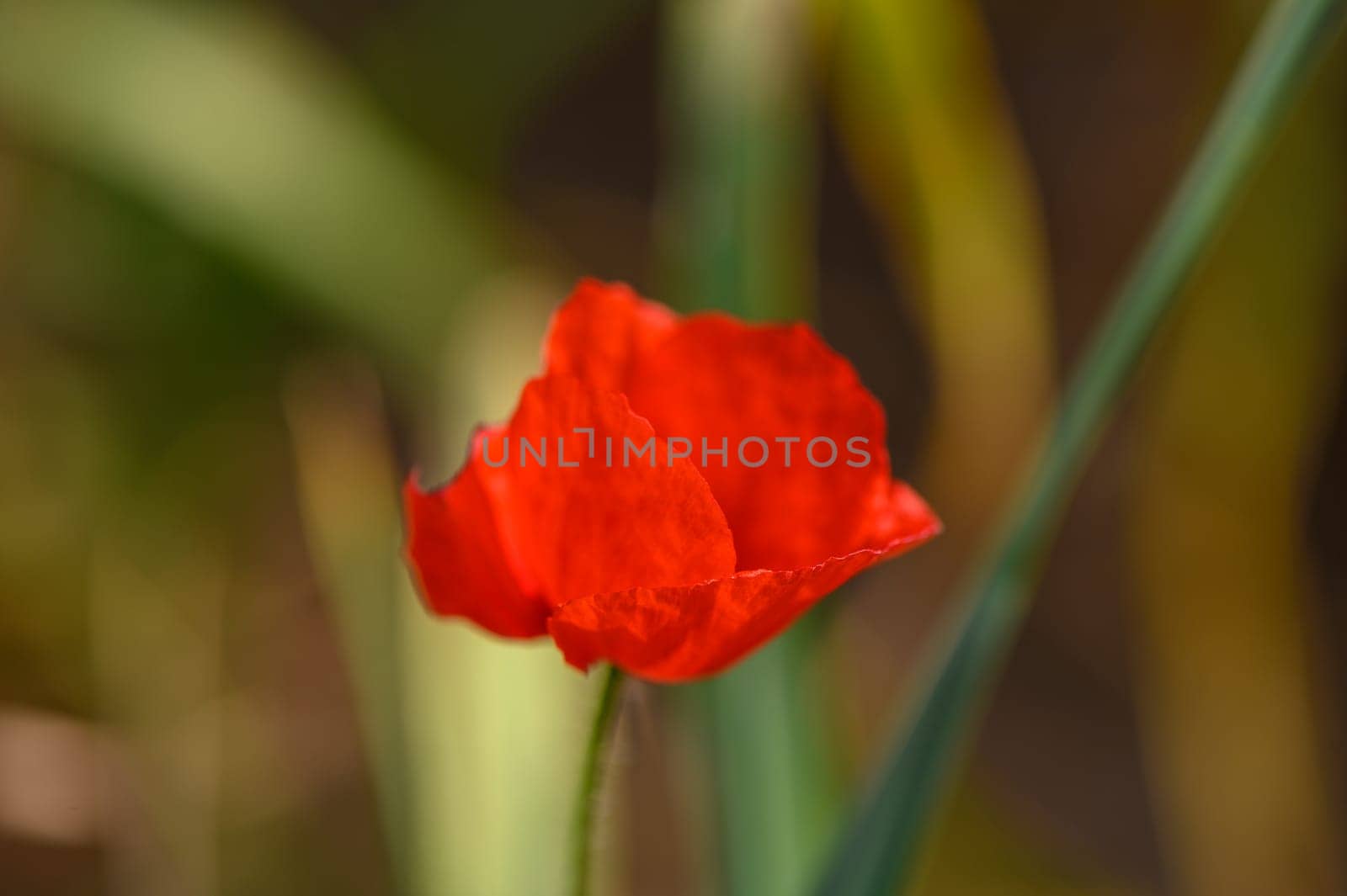 One bright red poppy in the middle of young wheat field with blue sky on a summer day 2