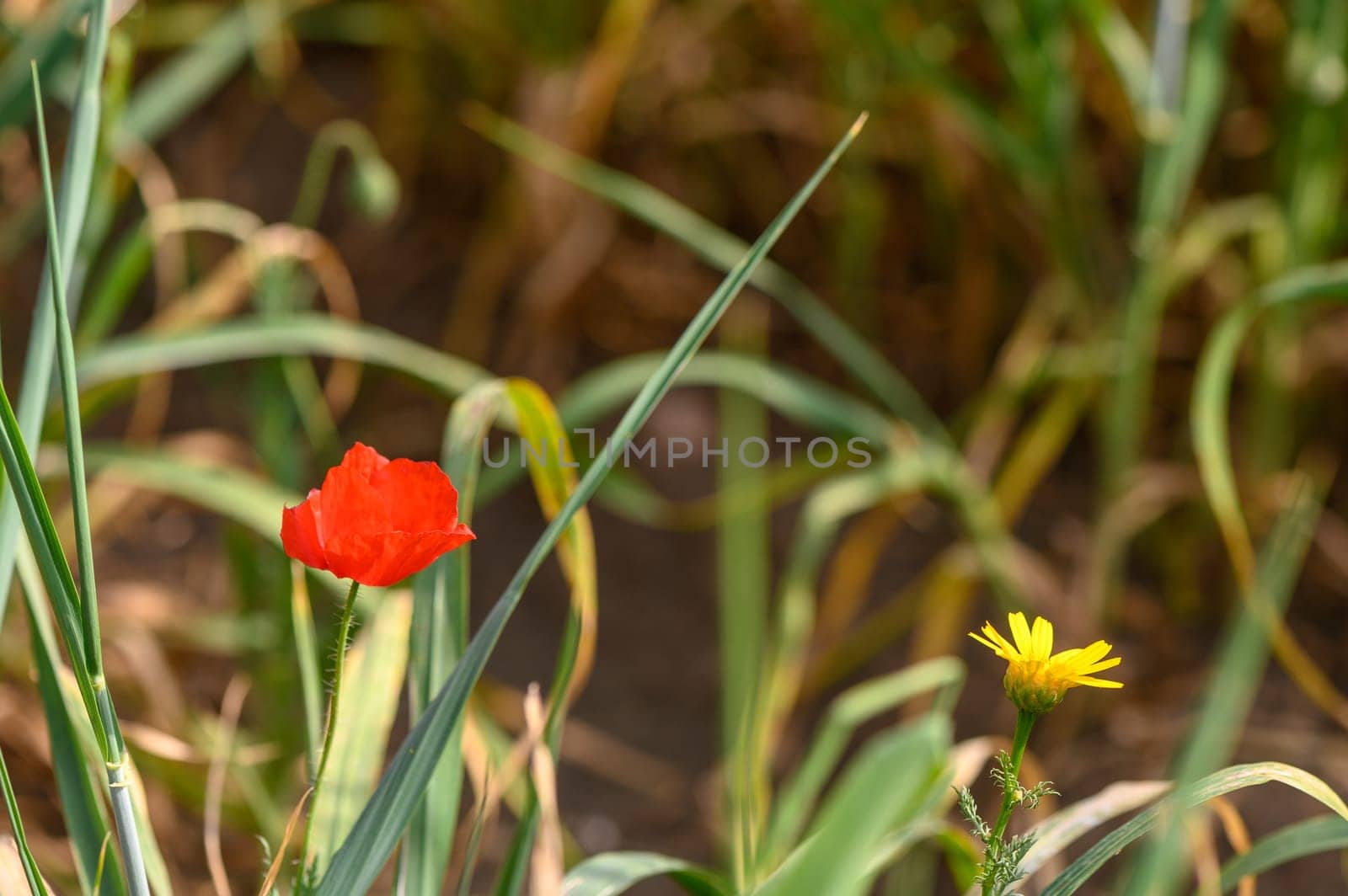 Red poppy flower in the middle of a field of green spikelets 4