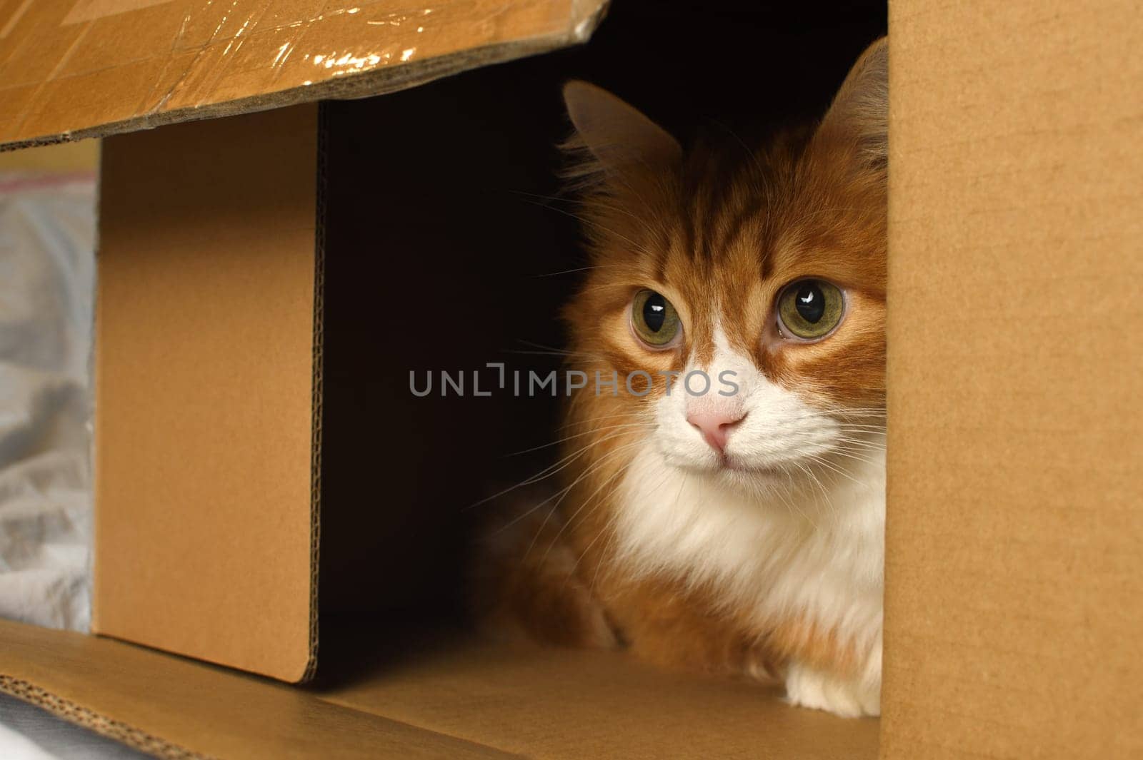 Red cat watching from a cardboard box by Apolonia