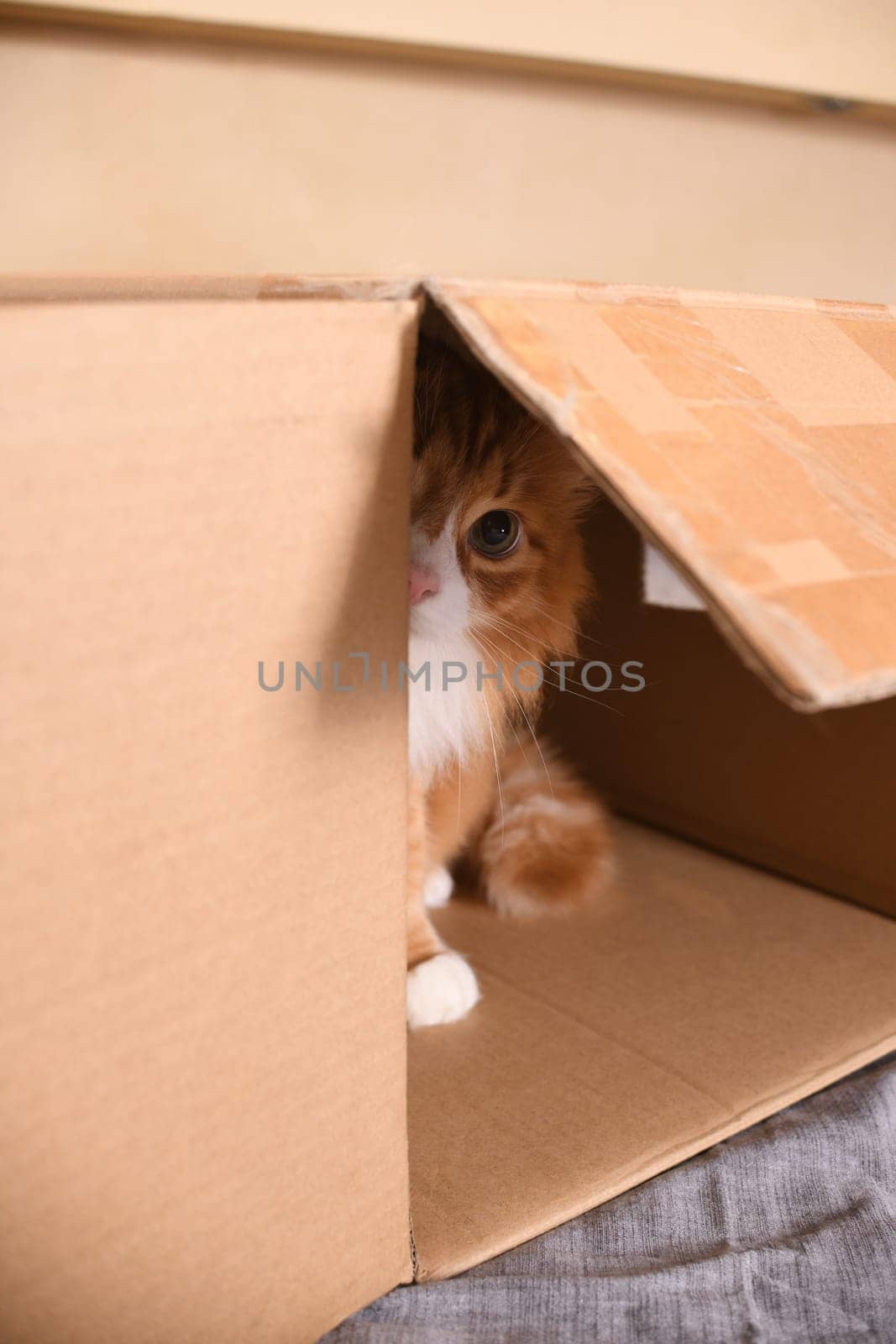 Red cat looks out of a cardboard box by Apolonia