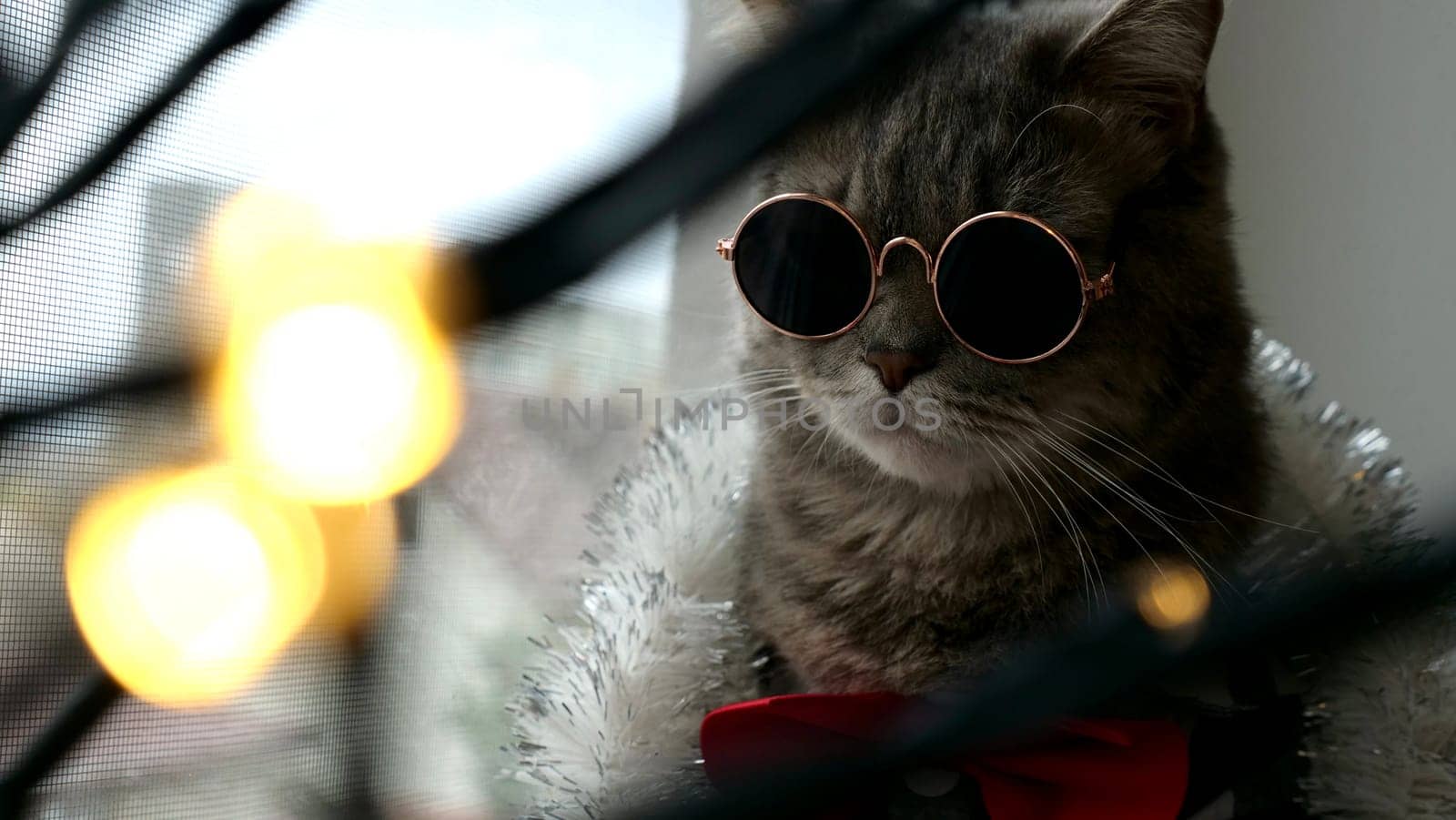 Scottish straight eared cat with red tie bow, glasses on New Year's holiday, celebrating Christmas. Pet sitting on the windowsill at home