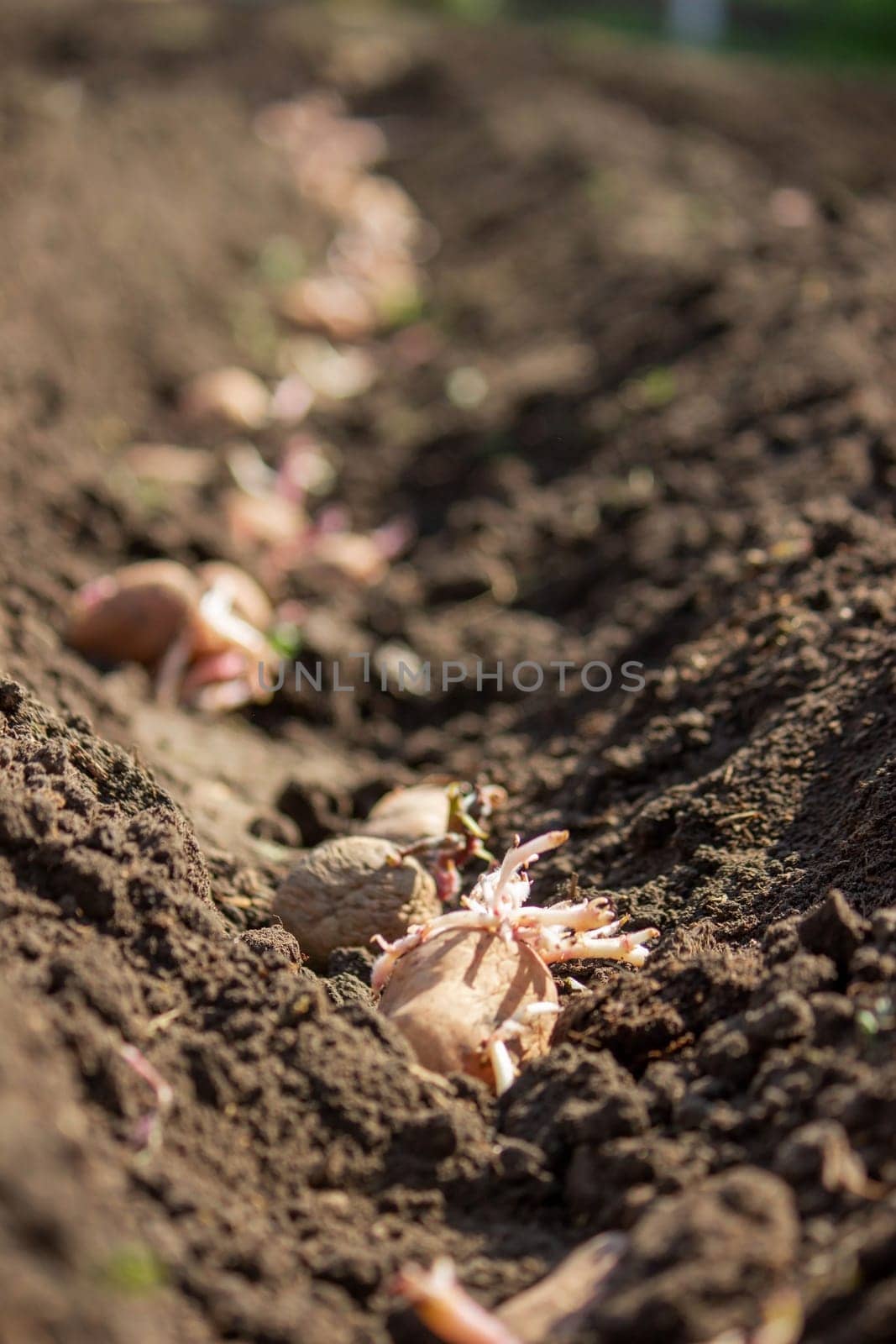 Hand planting potato tubers into the ground. Early spring preparations for the garden season.