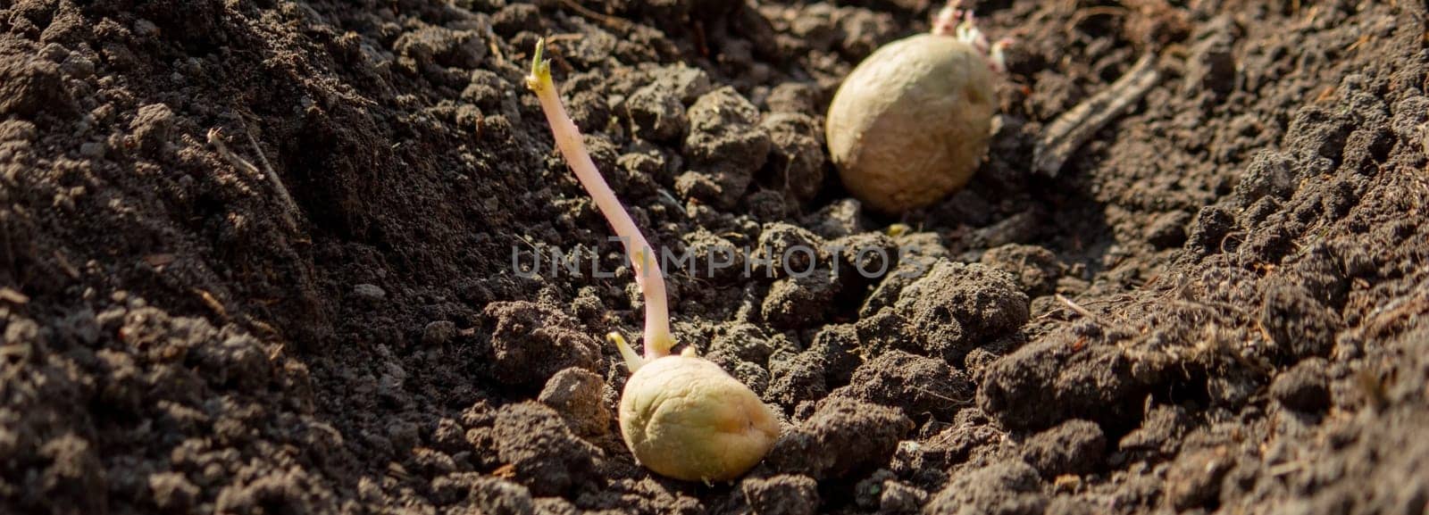 Hand planting potato tubers into the ground. Early spring preparations for the garden season.