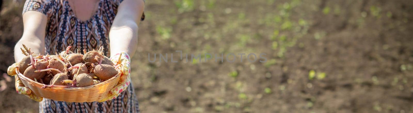 Hand planting potato tubers into the ground. Early spring preparations for the garden season.