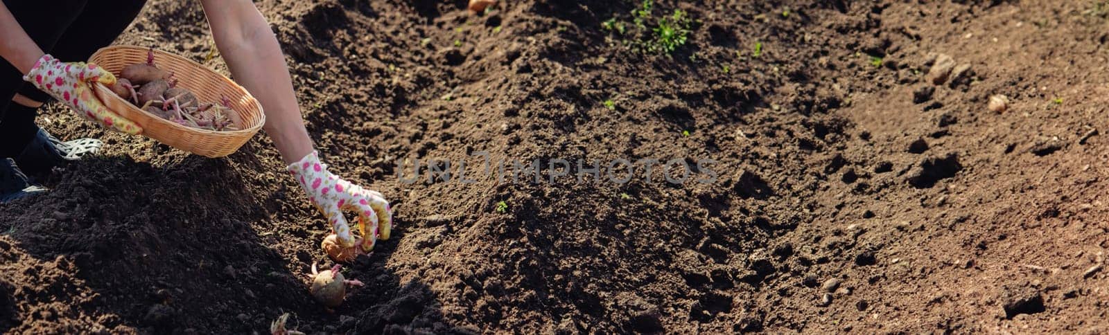 Hand planting potato tubers into the ground. Early spring preparations for the garden season.
