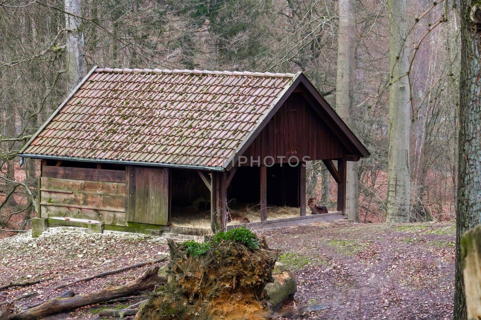 Manger with hay for the reindeer in the forest. High quality photo
