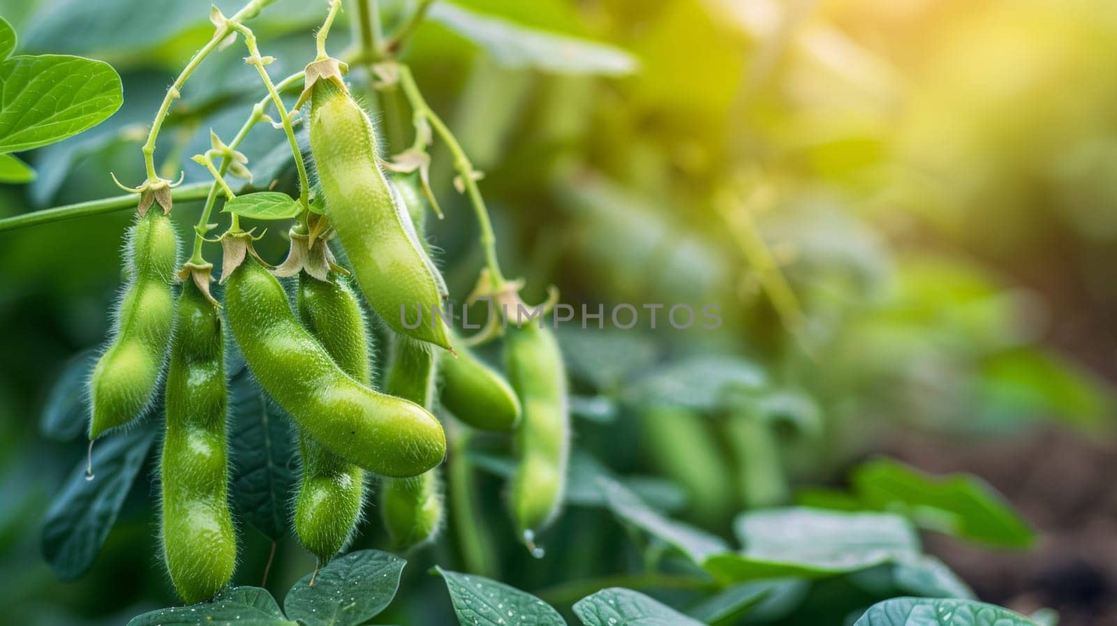 A bunch of green beans hanging from a plant in the sun