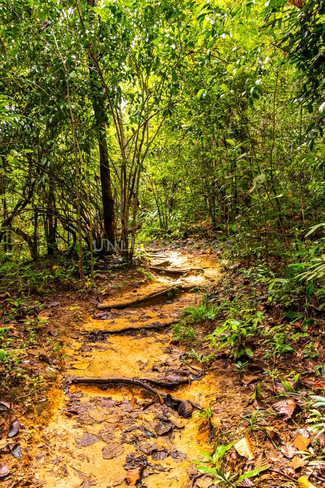 Tropical jungle forest hiking trails nature mountain Chiang Mai Thailand. by Arkadij