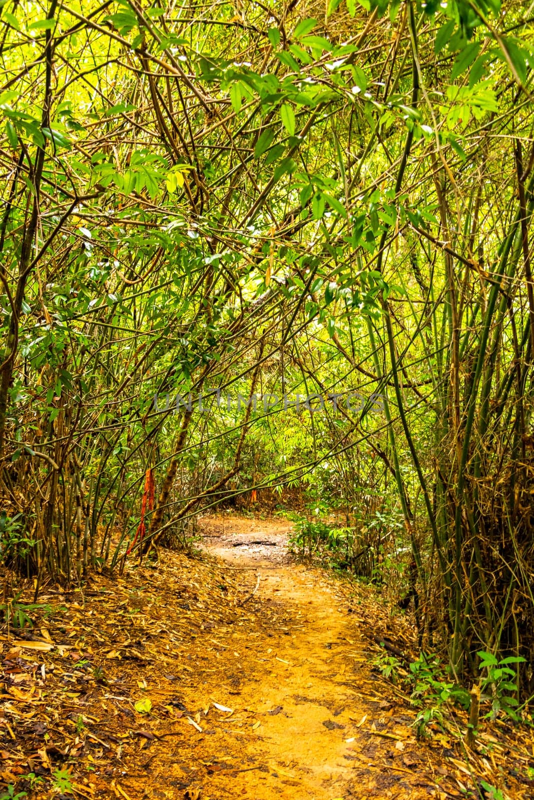 Tropical jungle forest hiking trails nature mountain Chiang Mai Thailand. by Arkadij