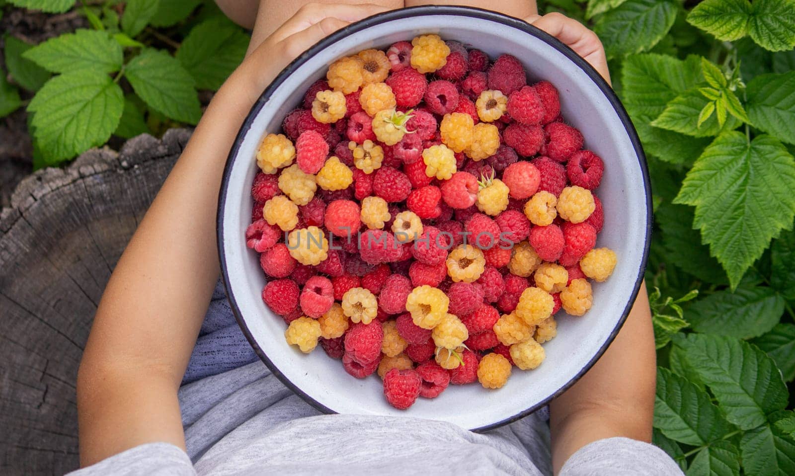 little boy eats raspberries on the background of the garden. Selective focus.
