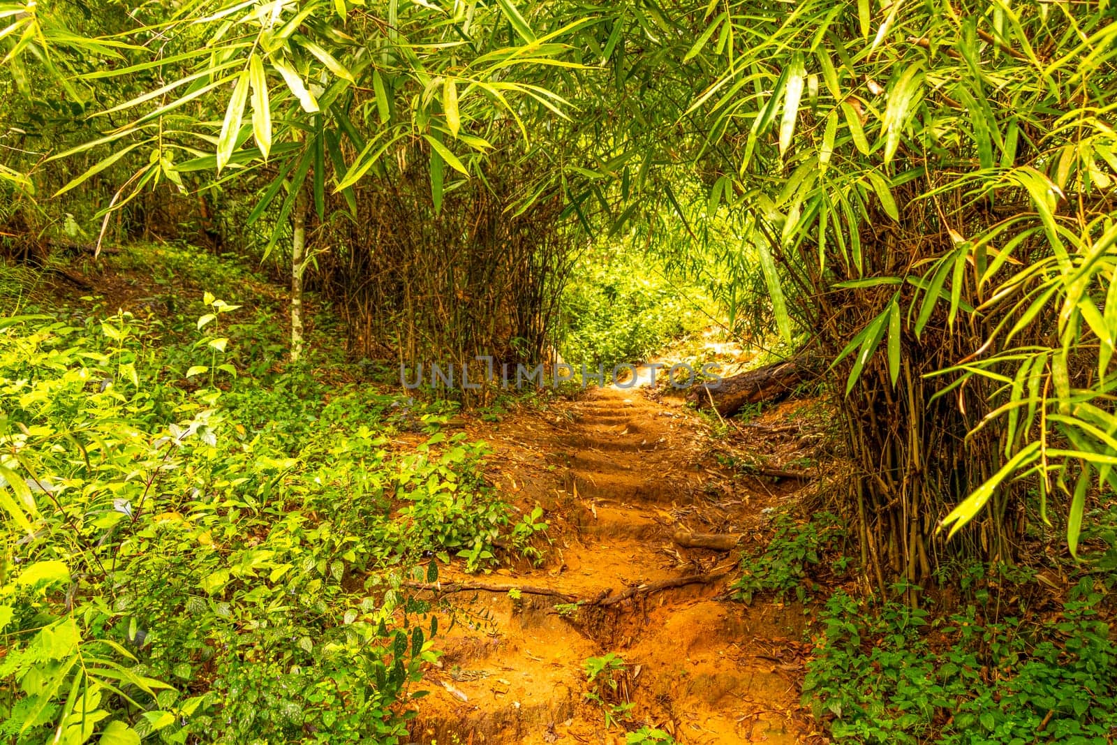 Tropical jungle and forest hiking trails through nature to the mountain peak in Chiang Mai Amphoe Mueang Chiang Mai Thailand in Southeastasia Asia.