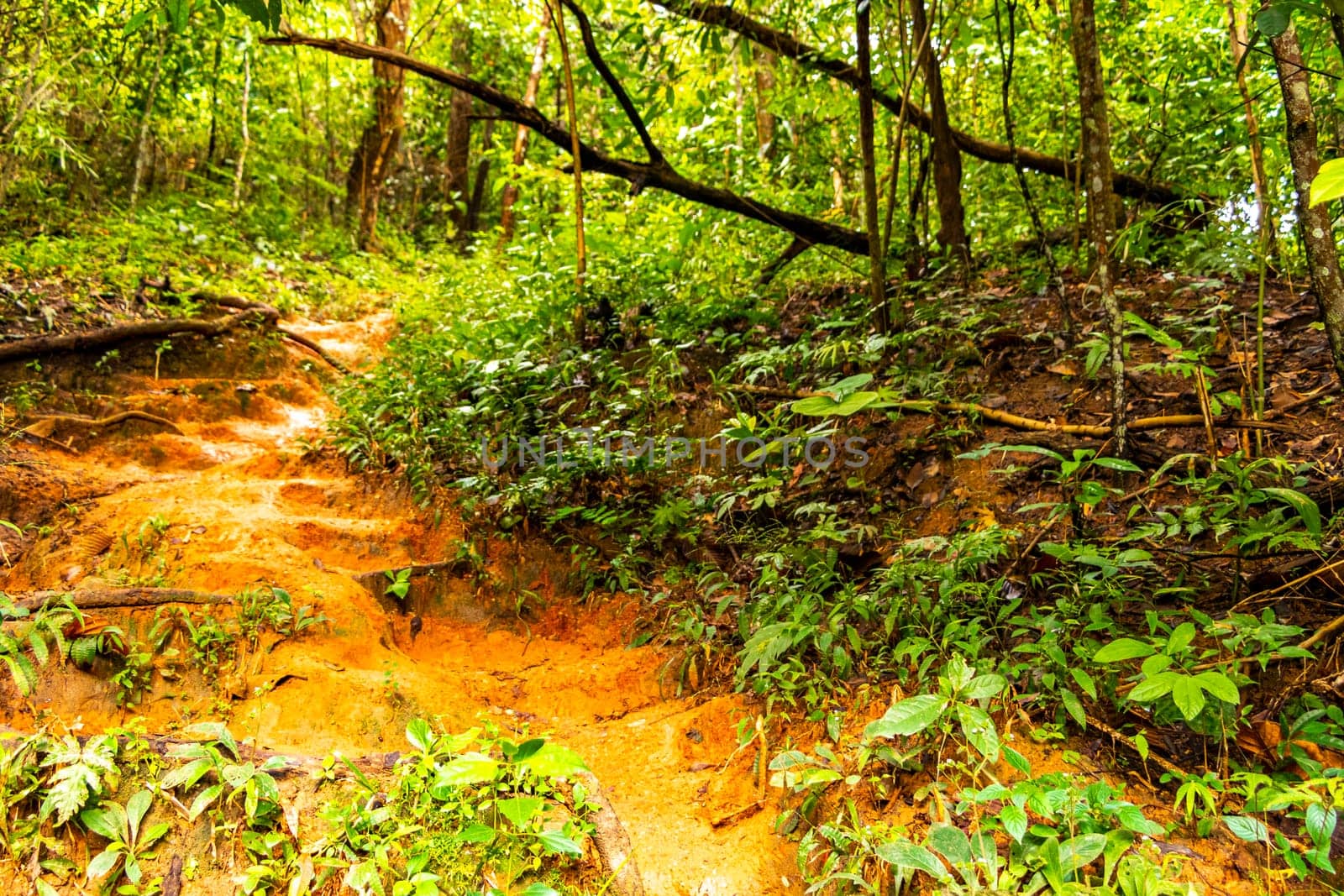 Tropical jungle and forest hiking trails through nature to the mountain peak in Chiang Mai Amphoe Mueang Chiang Mai Thailand in Southeastasia Asia.