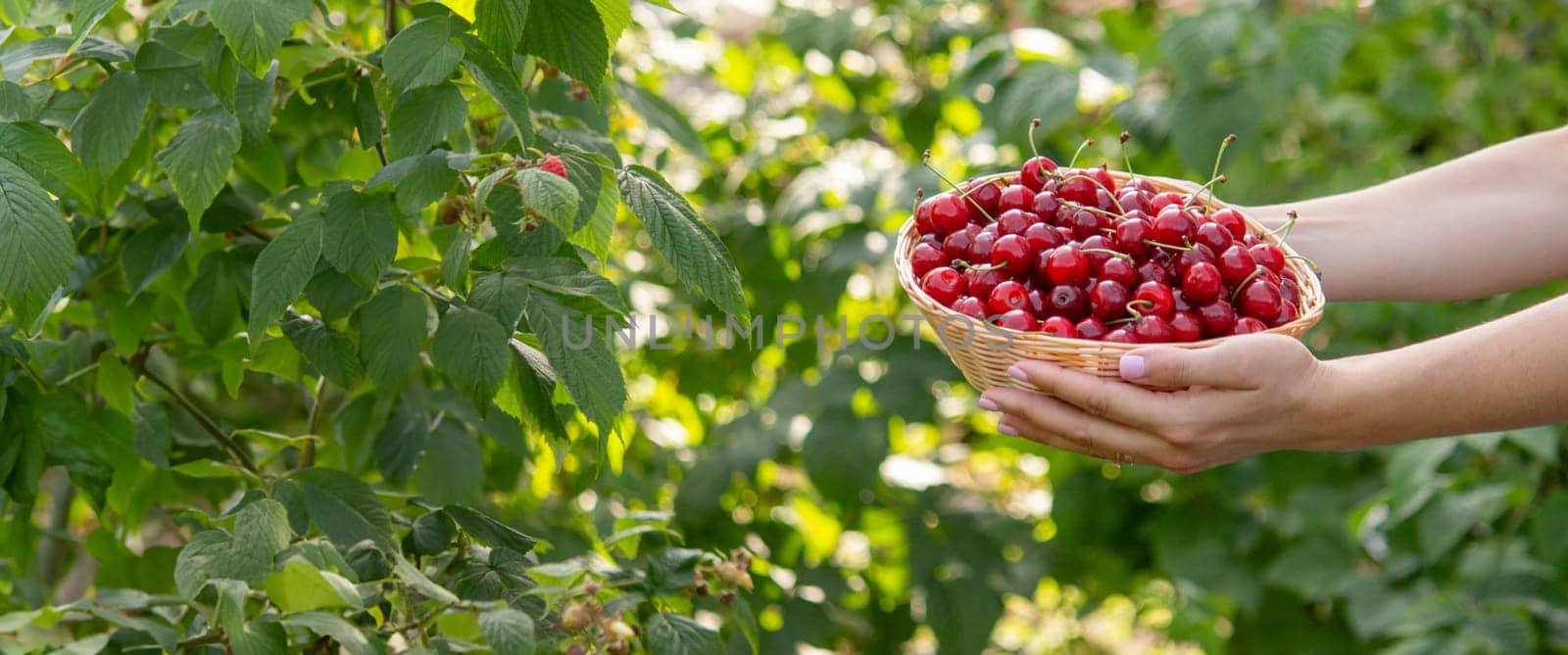 a woman holds a basket with cherries in her hands on the background of a garden. Selective focus.