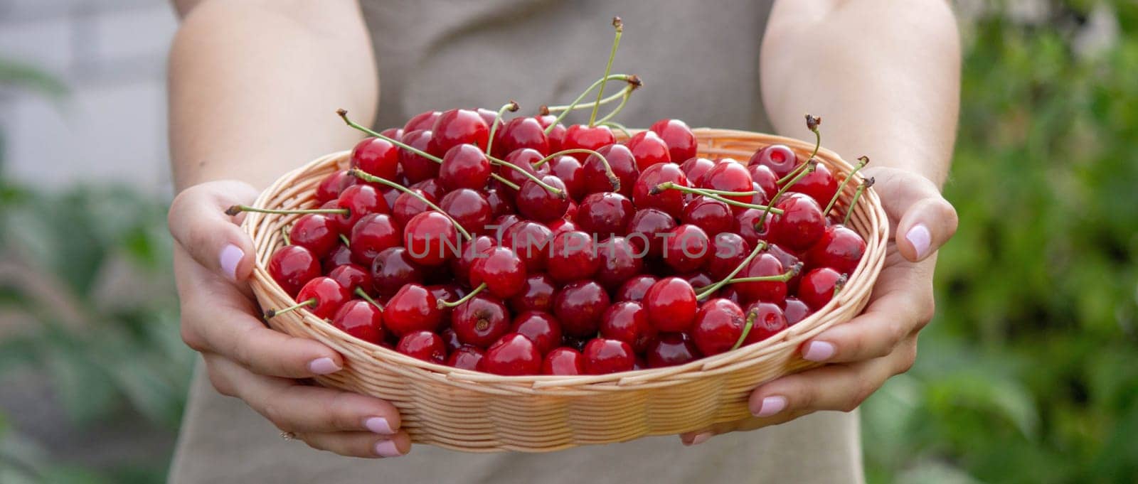 a woman holds a basket with cherries in her hands on the background of a garden. Selective focus.