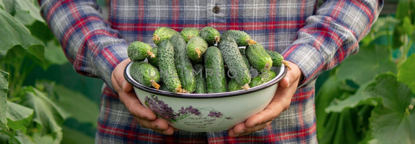 a man harvests cucumbers. Selective focus.