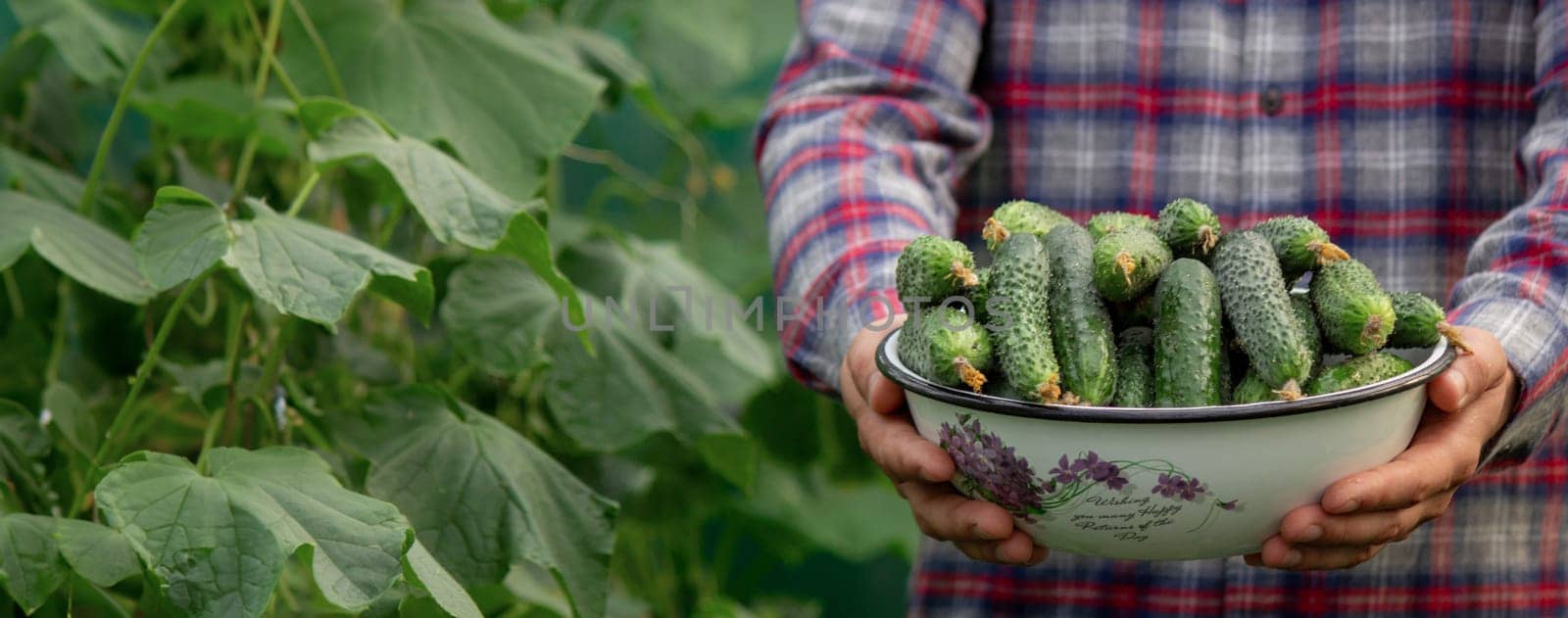 a man harvests cucumbers. Selective focus.