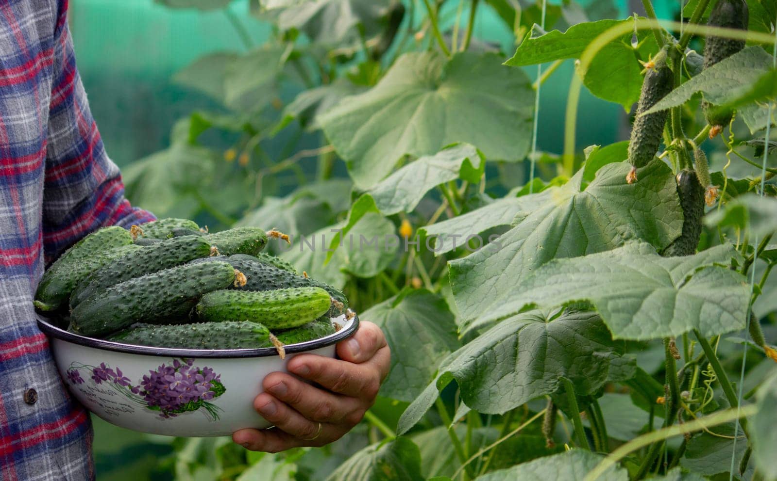 a man harvests cucumbers. Selective focus.