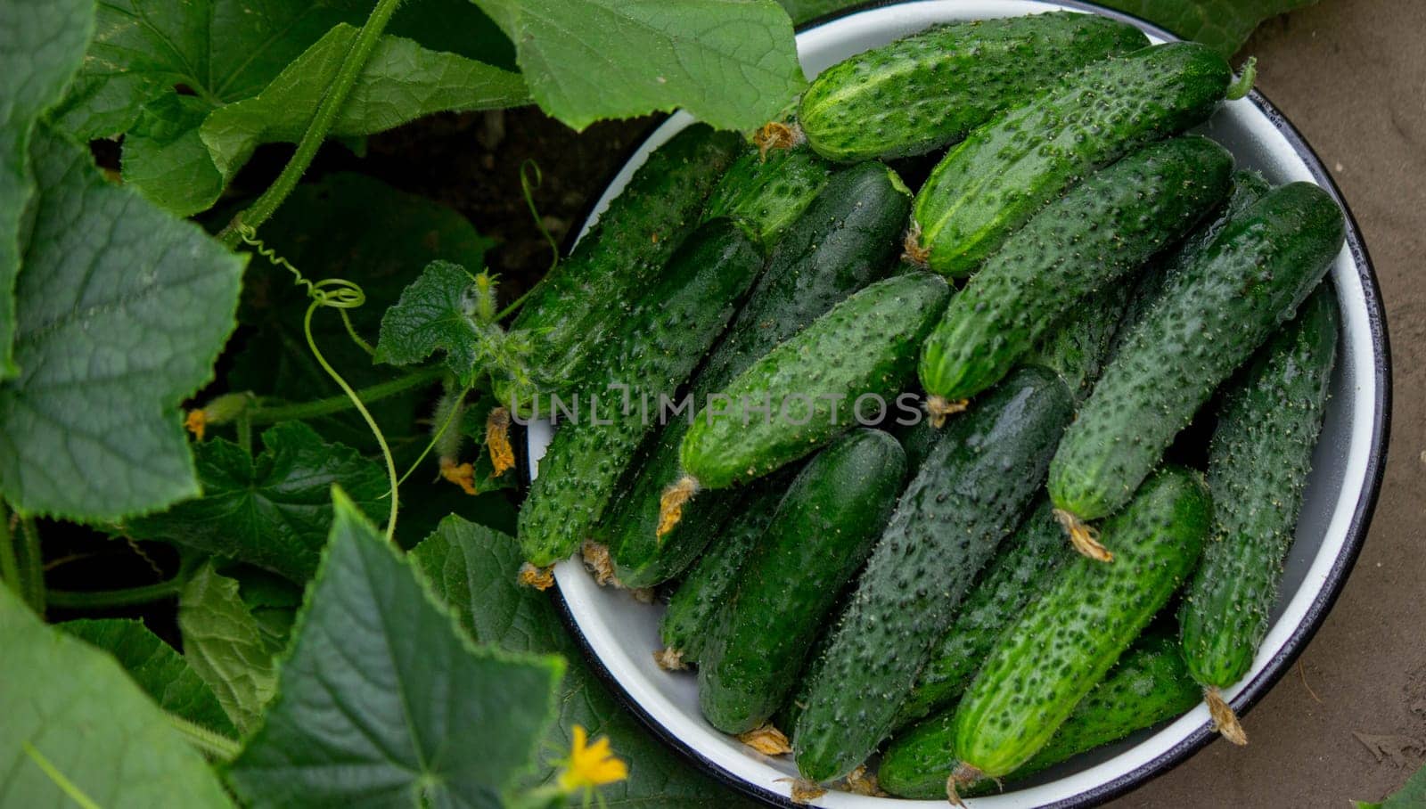 cucumbers harvest on the plot, cucumbers in a bowl. Selective focus.
