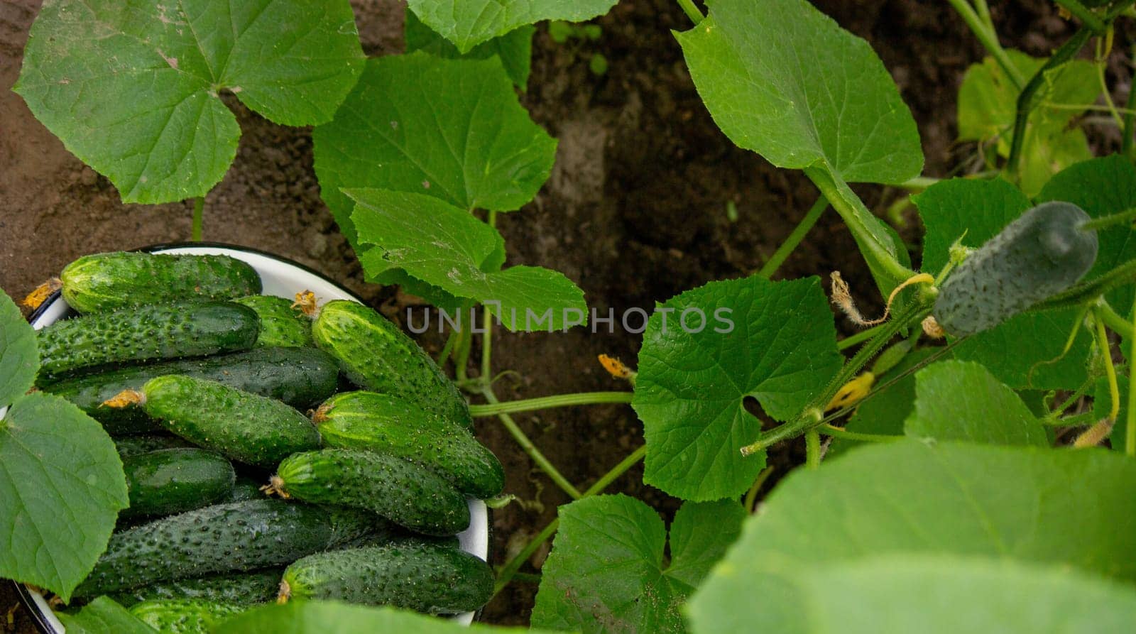 cucumbers harvest on the plot, cucumbers in a bowl. Selective focus.