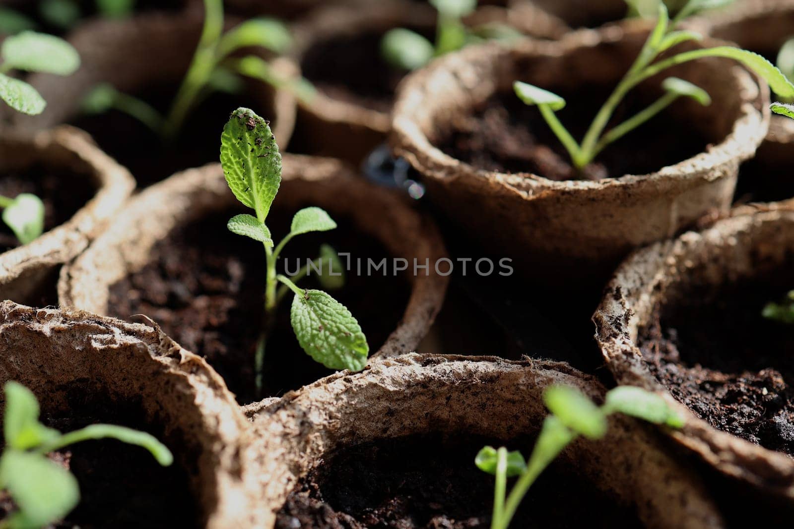 Salvia officinalis seedlings in peat containers. selective focus