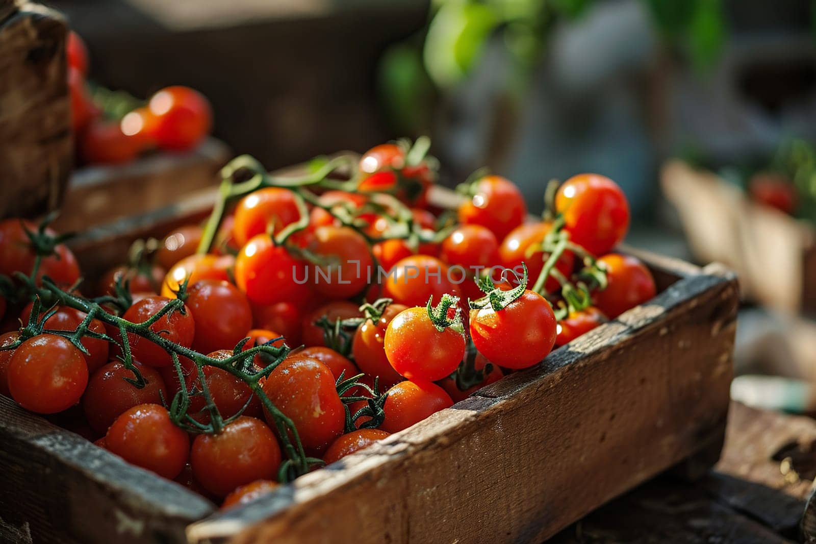 Harvest of ripe red cherry tomatoes in a wooden box.