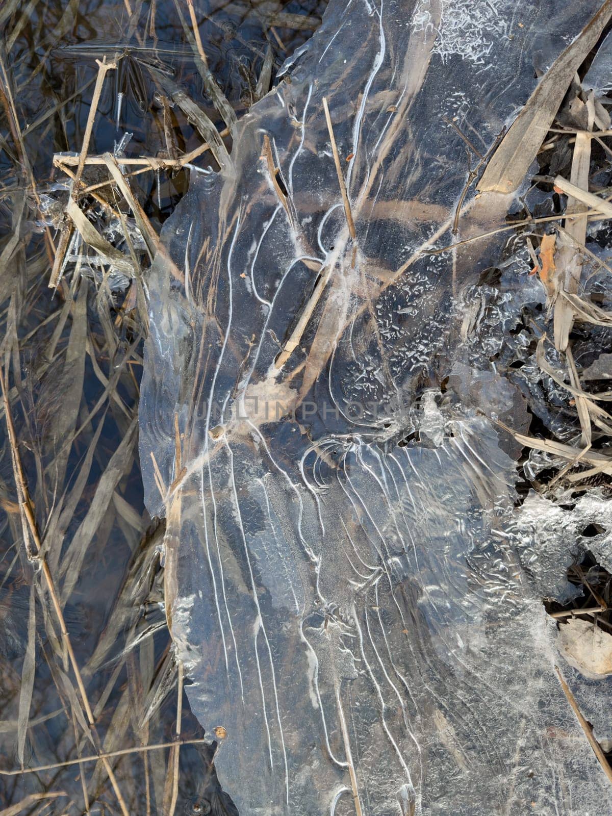 thin transparent ice on a puddle in the park on a spring day, foliage through the ice, dry grass through ice. High quality photo