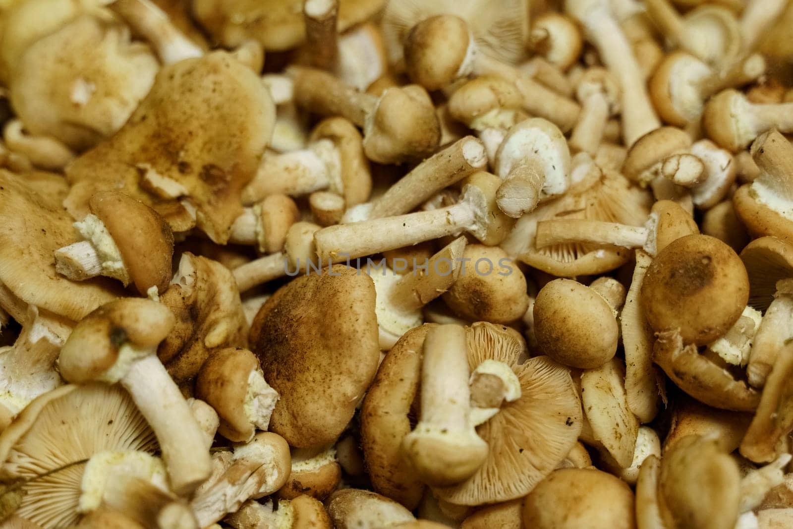 A cluster of assorted mushrooms stacked on a wooden tabletop.