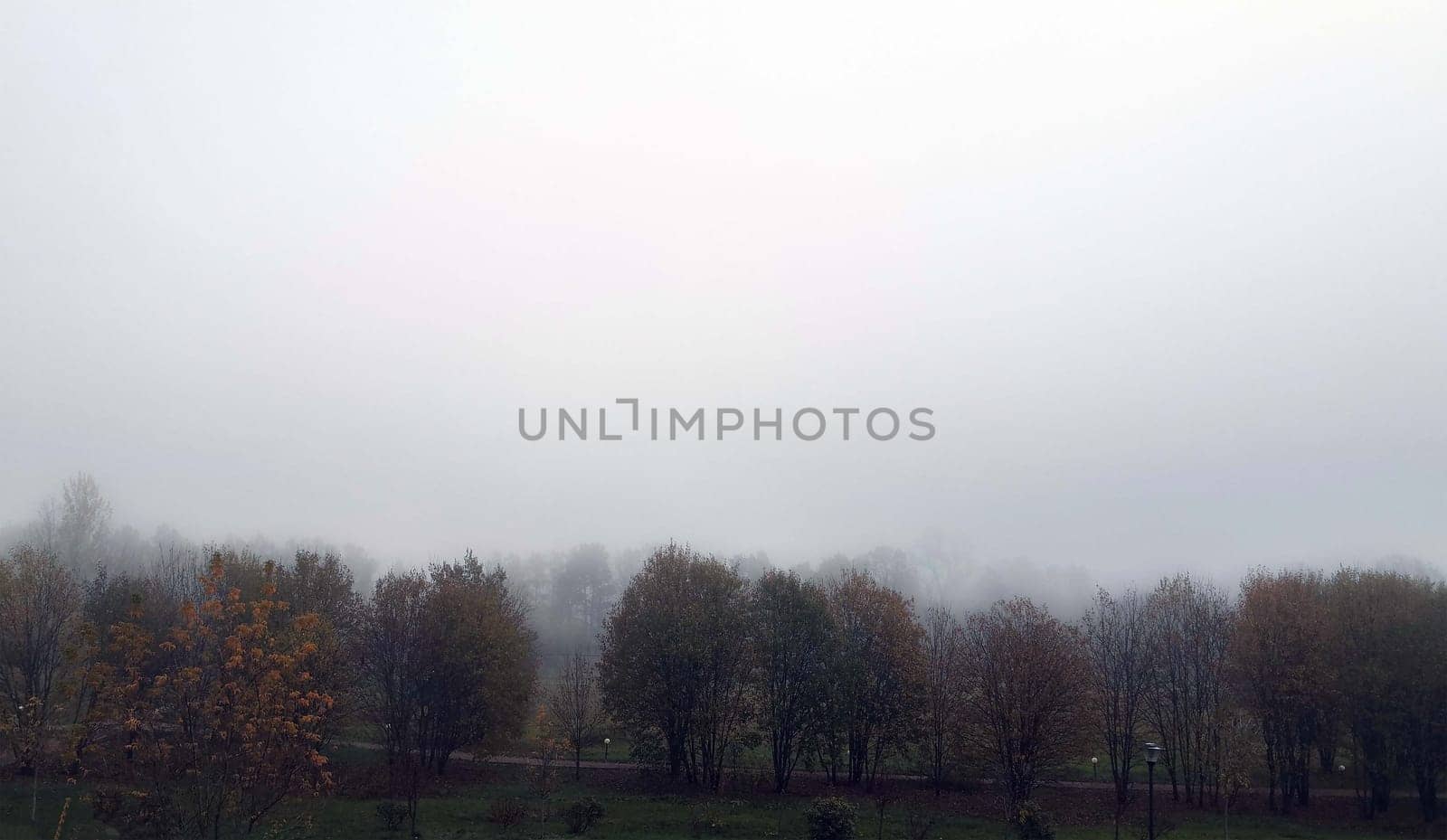 A cluster of tall trees rises from the green grass, their leafy branches reaching towards the sky. The landscape is dotted with these trees, creating a natural forest-like scene.