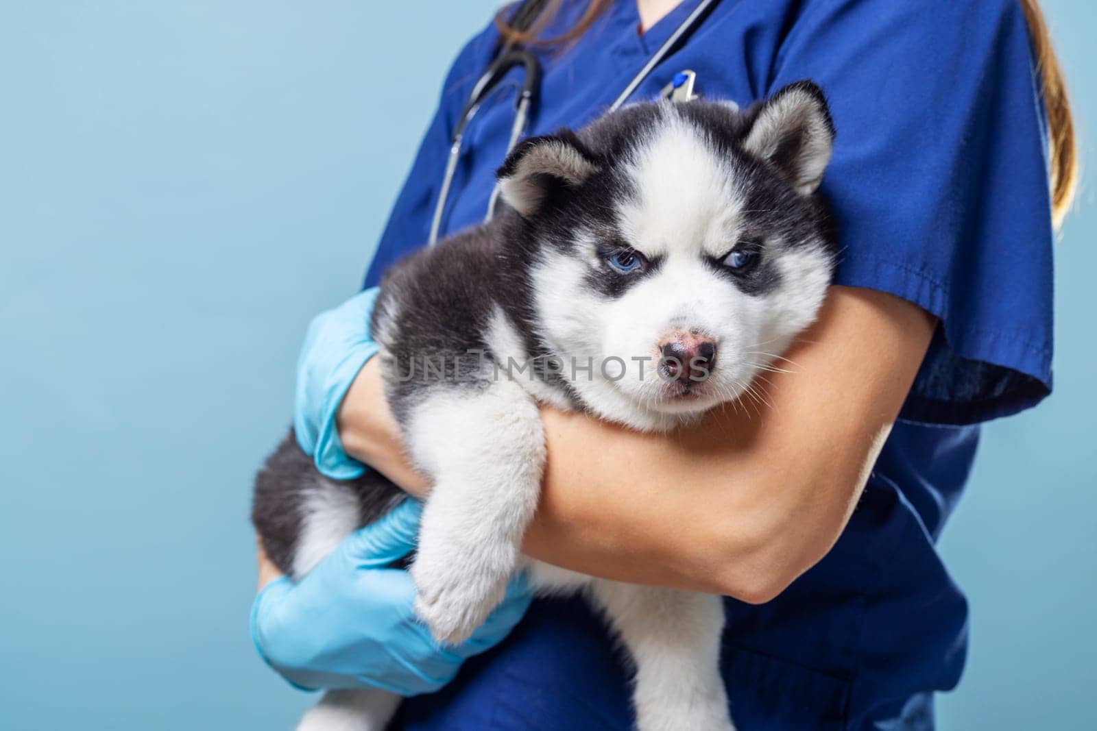 Veterinarian holding Siberian Husky puppy. Studio pet portrait with blue background. Animal healthcare concept. Design for veterinary services, pet care education