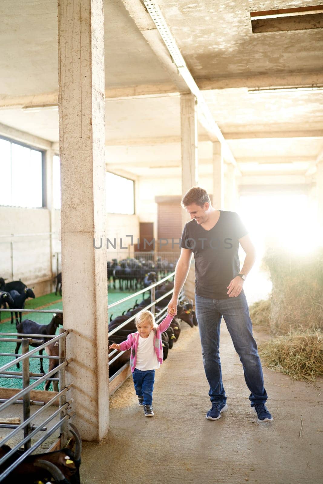 Dad and a little girl walk holding hands through a farm past eating goats. High quality photo