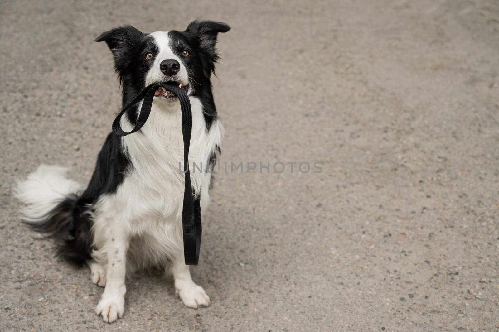 Border collie holding leash in mouth outdoors. by mrwed54