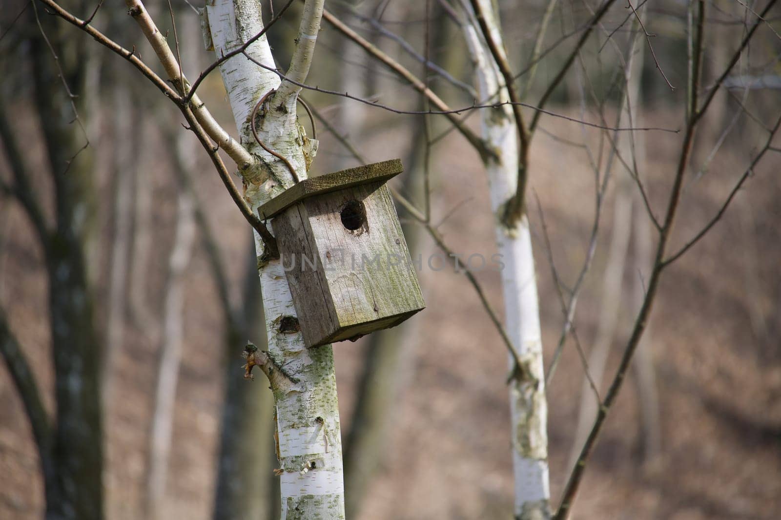 Wooden birdhouse mounted on the birch tree by NetPix