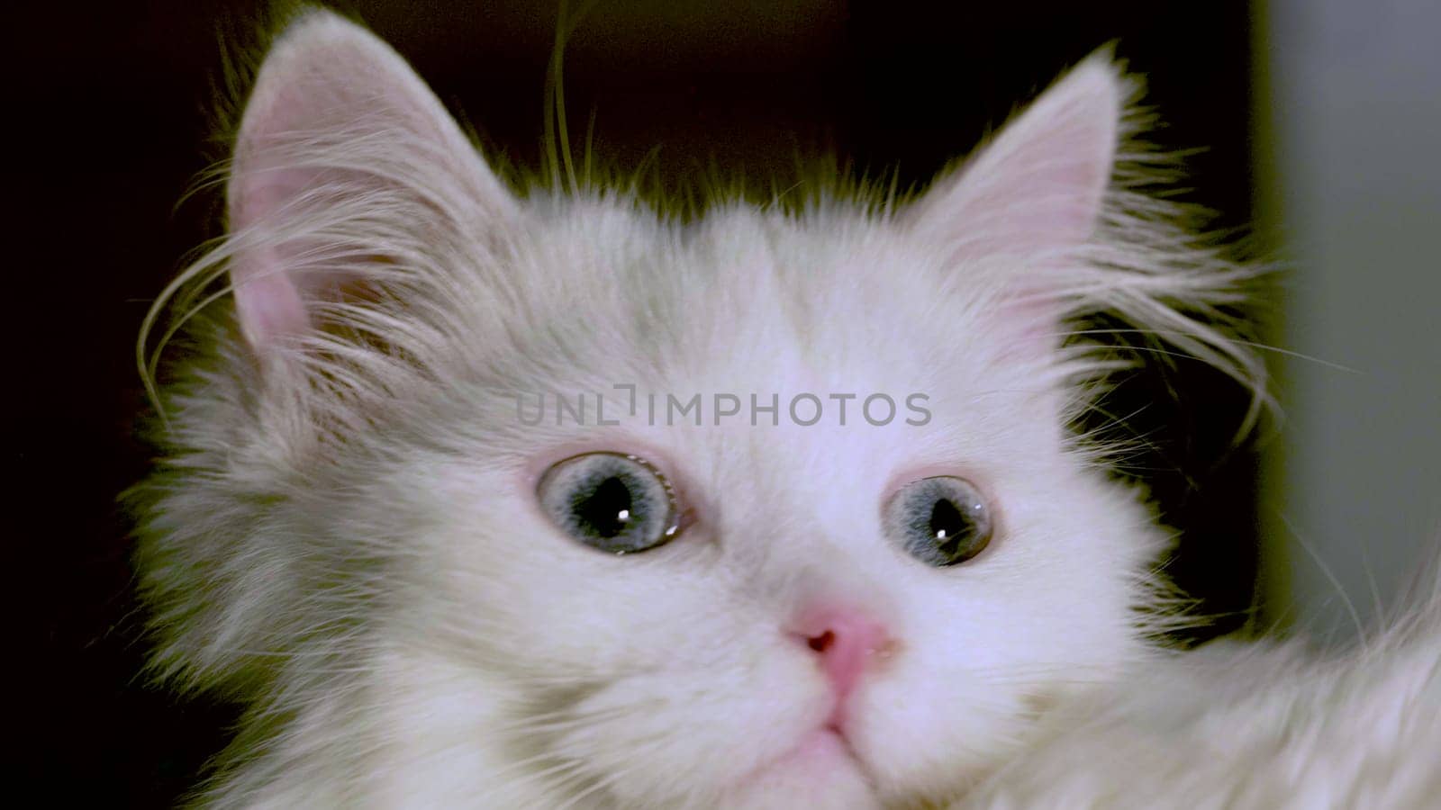 cat with blue eyes close-up by lempro