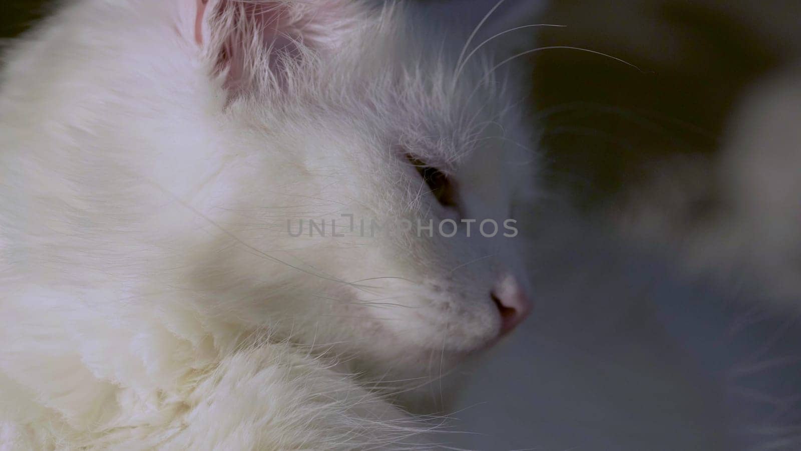 cat with yellow eyes close-up low light