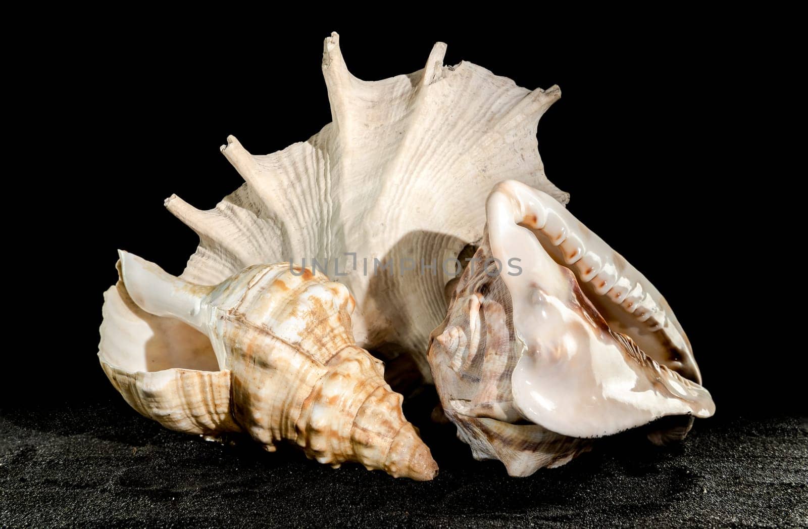 Still life of big seashells on a black background by Multipedia