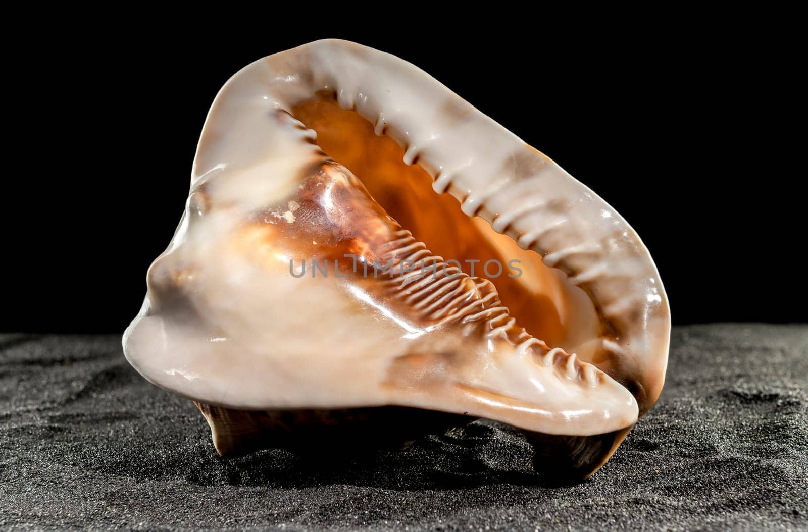 Caribbean King Helmet sea snail shell Cassis Tuberosa on a black sand background