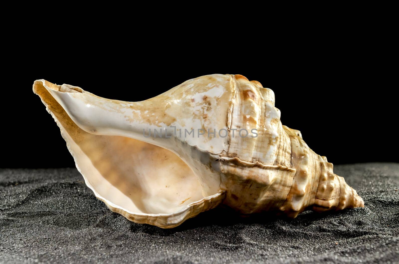 Big Pleuroploca trapezium or trapezium horse conch sea shell on a black sand background