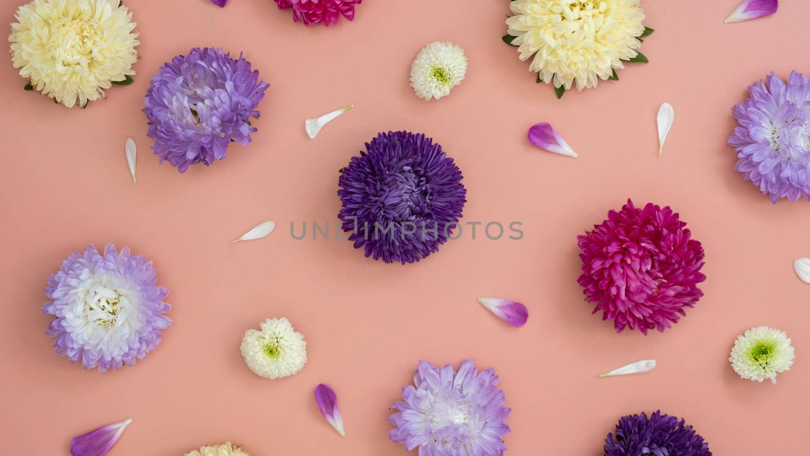 Mixed color flowers and petals leaves pattern on pink background. Pink white and violet flowers as backdrop. Plant natural texture by anna_stasiia