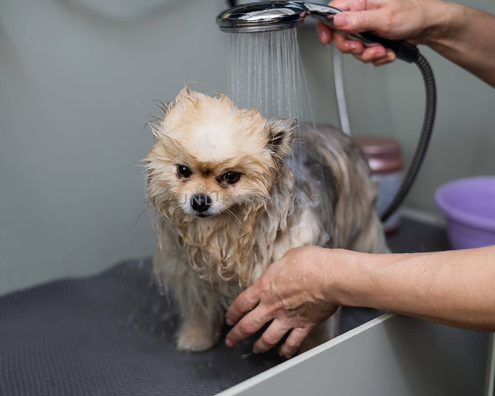A woman showers a cute Pomeranian dog in a grooming salon. by mrwed54