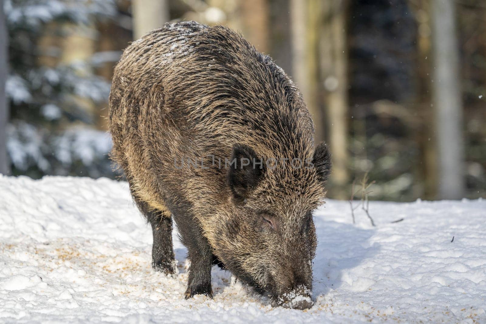 Wild boars on winter forest on snow by AndreaIzzotti